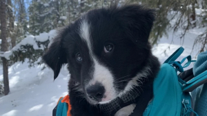 Illustration : "Ce Border Collie enthousiaste s’entraîne 3 heures par jour pour devenir chien de sauvetage en montagne (vidéo)"