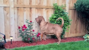 Illustration : "Ce chien de Saint Hubert saute de joie en apprenant que son voisin et meilleur ami est rentré de vacances (vidéo)"