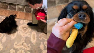 Illustration : "Un homme demande sa petite amie en mariage puis offre un cadeau inattendu à la chienne de la maison (vidéo)"