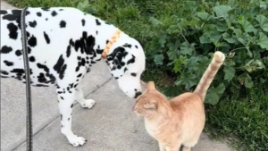 Illustration : "Ce Dalmatien s’est lié d’amitié avec un chat du voisinage et vient le saluer tous les jours (vidéo)"