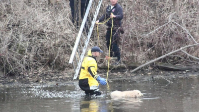 Illustration : Effrayé par un train, un chien tombe dans un lac et se retrouve piégé dans un mètre de boue