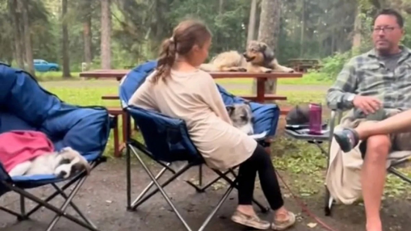 Illustration : En camping, une famille fait le vœu d’adopter un chien et se réveille avec 2 toutous à ses côtés (vidéo)