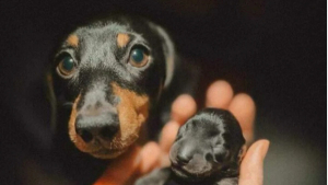 Illustration : "8 photos de parents chiens qui partagent un moment d’amour avec leurs petits"