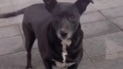 Illustration : Cette chienne devenue amie avec une propriétaire d’animalerie vient chercher tous les matins ses friandises en magasin (vidéo)