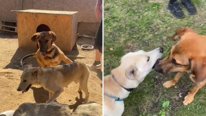 Illustration : "2 chiens de refuge devenus amis puis séparés par les circonstances explosent de joie lors de leurs retrouvailles (vidéo)"