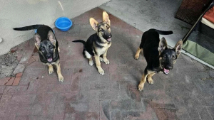 Illustration : "3 chiots découverts abandonnés dans une benne à ordures et sauvés in extremis cherchent un nouveau départ"