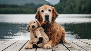 Illustration : "Amis depuis 7 ans, ce Golden Retriever et son adorable peluche prennent la pose pour fêter leur anniversaire"