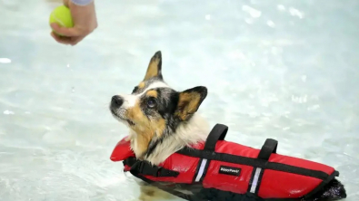 Illustration : "Des dizaines de chiens se réunissent dans un parc aquatique à l’occasion d’un événement spécial (vidéo)"