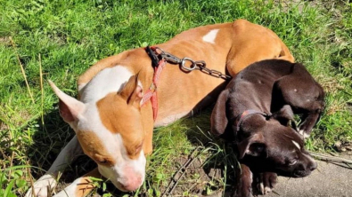 Illustration : Une chienne errante protège son chiot des dangers de la rue jusqu’à recevoir une aide providentielle