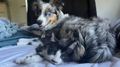 Illustration : Une ancienne chienne d’assistance traumatisée trouve du réconfort auprès de son âme-soeur, un chat “de soutien émotionnel”