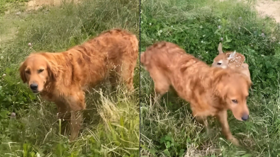 Illustration : Lors d’une promenade en forêt, un Golden Retriever adopte un faon égaré (vidéo)