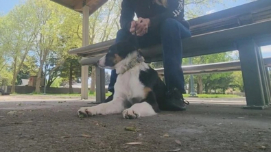 Illustration : Une chienne se perd en forêt et sa propriétaire la sauve in extremis après 3 jours de recherche