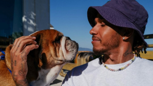 Illustration : "Adopté par le pilote de Formule 1 Lewis Hamilton, son Bouledogue Français mène désormais la grande vie"