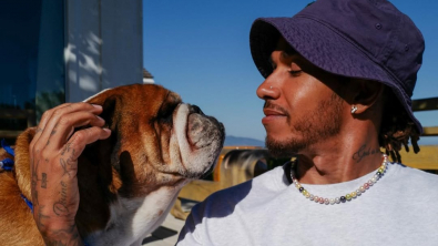 Illustration : Adopté par le pilote de Formule 1 Lewis Hamilton, son Bouledogue Français mène désormais la grande vie