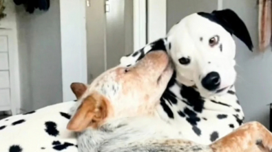 Illustration : "2 amis chiens séparés par les circonstances se retrouvent après plusieurs mois et sautillent de joie (vidéo)"