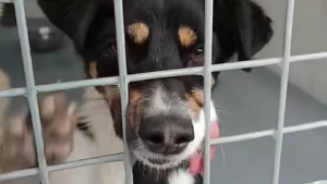 Illustration : "Ce chien de refuge affectueux trouve enfin le bonheur après 600 jours d’attente"