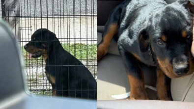 Illustration : Laissé dans une cage sans eau ni nourriture, ce chiot Rottweiler attendait d’être vendu jusqu’à ce qu’il croise une femme bienveillante (vidéo)