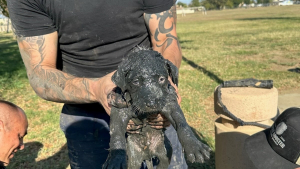 Illustration : "Sauvé in extremis, ce chiot tombé dans une bouche d’égout était méconnaissable"