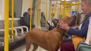 Illustration : "Cette chienne aime réconforter les passagers qu’elle croise dans les transports en commun (vidéo)"