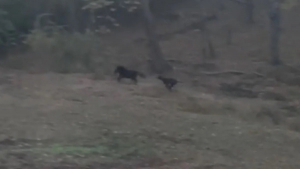 Illustration : "Ce Dogue Allemand et ce Mini Cheval jouent à se courir après comme des enfants (vidéo)"