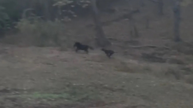 Illustration : "Ce Dogue Allemand et ce Mini Cheval jouent à se courir après comme des enfants (vidéo)"