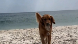 Illustration : "Ce chien collecte des coquillages sur la plage pour les offrir à sa maîtresse (vidéo)"