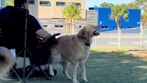 Illustration : "Ce Golden Retriever a une manière particulière, mais très amusante de se faire de nouveaux amis"