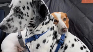 Illustration : "Terrifiée par les trajets en voiture, cette petite chienne trouve du réconfort auprès de son frère qui fait tout pour la rassurer (vidéo)"