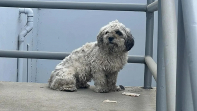 Illustration : Une chienne attachée à une clôture dans un quartier industriel est sauvée par une âme bienveillante