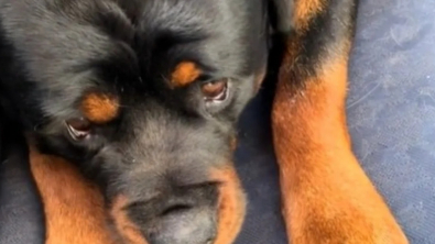 Illustration : Un impressionnant Rottweiler est effrayé en rencontrant un Chihuahua chez le vétérinaire