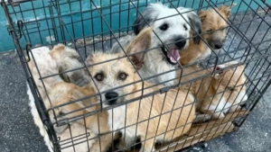 Illustration : "Abandonnés devant un refuge, 7 petits chiens croisent le chemin d’une bonne samaritaine qui les prend sous son aile"