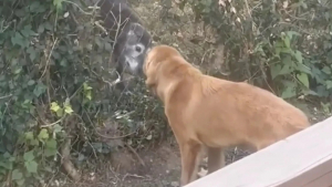 Illustration : "Deux chiens voisins deviennent amis à travers la clôture, leur famille organise une rencontre qui va changer leur vie"