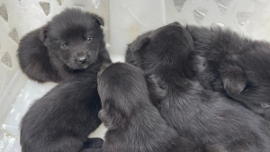 Illustration : "Abandonnés sur une rocade à 3 semaines seulement, 5 petits chiots sont sauvés in extremis"