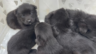 Illustration : Abandonnés sur une rocade à 3 semaines seulement, 5 petits chiots sont sauvés in extremis