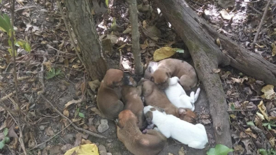 Illustration : "Une chienne affamée et sa portée de 10 chiots sont trouvés en forêt par des promeneurs"