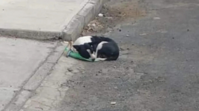 Illustration : Lâchement abandonnée avec son sac de jouet, cette petite chienne a retrouvé l’amour d’une famille aimante