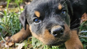 Illustration : "12 photos de chiens heureux d’avoir enfin une famille"