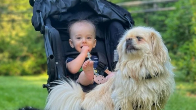 Illustration : Rescapé d’une ferme à chiots, ce Pékinois rencontre son petit frère et décide de refaire confiance à l’Homme (vidéo)