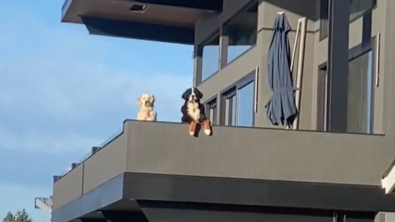 Illustration : Des chiens emménagent dans un nouveau quartier et un Golden Retriever leur réserve un accueil mémorable (vidéo)