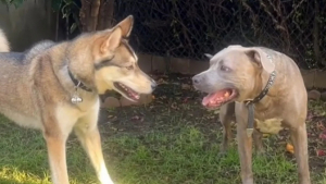 Illustration : "Cette jeune Husky a trouvé la technique idéale pour continuer de jouer avec sa meilleure amie aveugle (vidéo) "