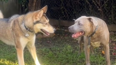 Illustration : Cette jeune Husky a trouvé la technique idéale pour continuer de jouer avec sa meilleure amie aveugle (vidéo) 