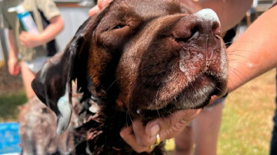 Illustration : Une chienne piégée dans un bassin d’eaux usées est sauvée grâce à un témoignage en ligne