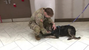 Illustration : "Un soldat et un chien qui se sont rencontrés au bout du monde se retrouvent enfin "