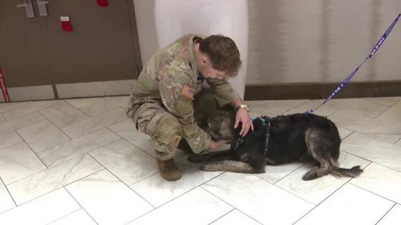 Illustration : Un soldat et un chien qui se sont rencontrés au bout du monde se retrouvent enfin 