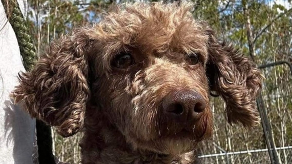 Illustration : Traqué pendant 7 longs mois par des dizaines de personnes, ce petit chien retrouve enfin le chemin de son refuge