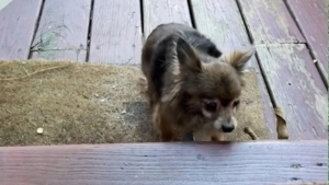 Illustration : "Une petite chienne âgée fait preuve de beaucoup de courage pour vaincre sa phobie des escaliers sous le regard bienveillant de sa maman d’accueil (vidéo)"