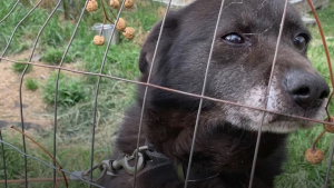 Illustration : "Après 10 ans de combat, Rusty, un chien victime de négligence, savoure enfin la belle vie (vidéo)"