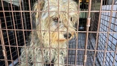 Illustration : "Une chienne abandonnée sur un terrain vague sans eau ni nourriture est sauvée in extremis"