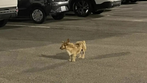 Illustration : "Ce chien fugueur parcourt 13 kilomètres pour retrouver l’hôtel où il était chouchouté par le personnel "