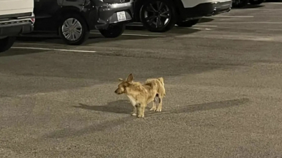 Illustration : Ce chien fugueur parcourt 13 kilomètres pour retrouver l’hôtel où il était chouchouté par le personnel 